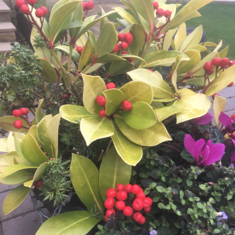 plant image 1424821