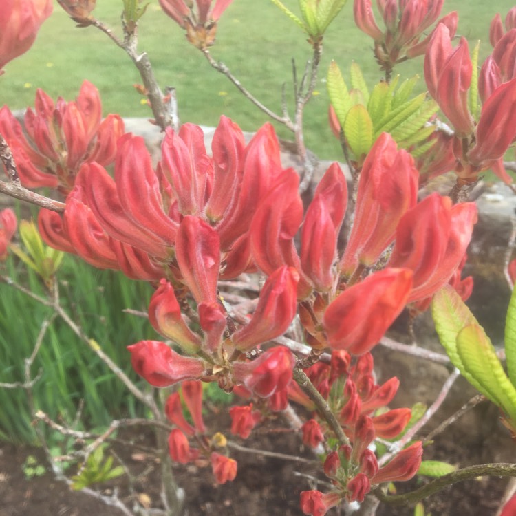 plant image 1478190