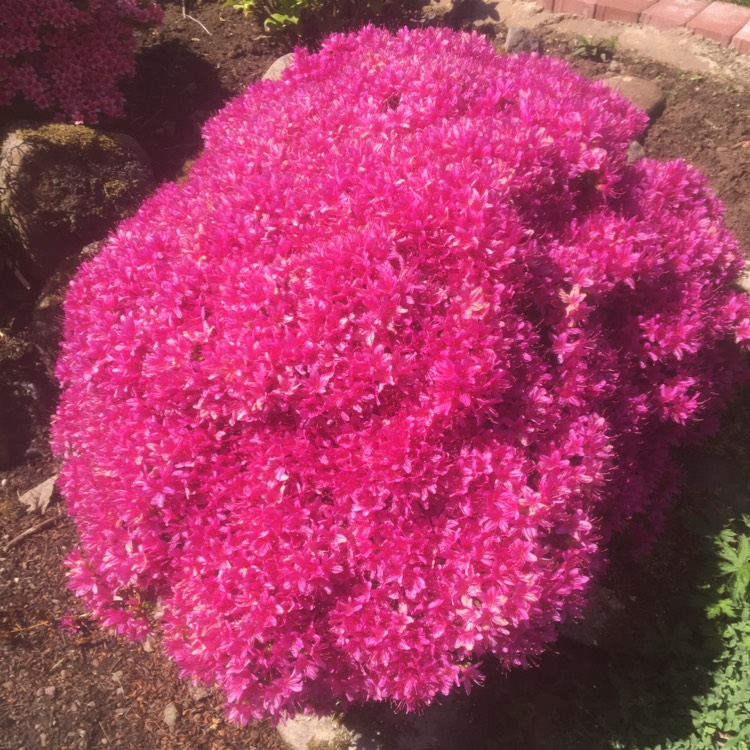 plant image 1479668 plant image 1479668