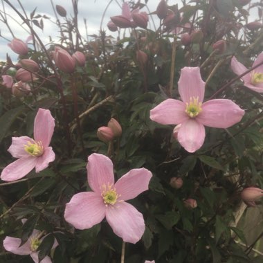 Clematis montana 'Rubens'