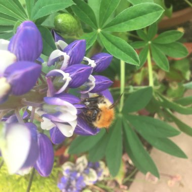 Lupinus