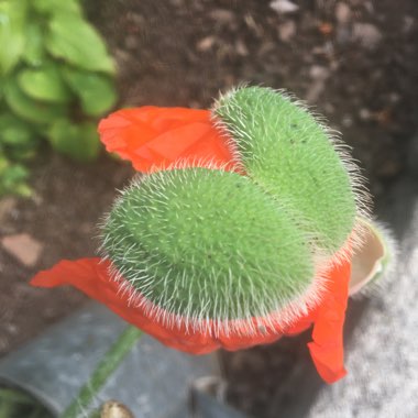 Papaver orientale 'Allegro'
