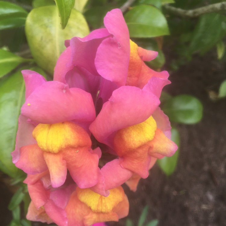 plant image 1506141 plant image 1506141