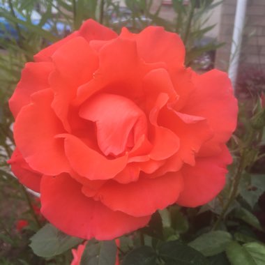 Rosa (Floribunda)