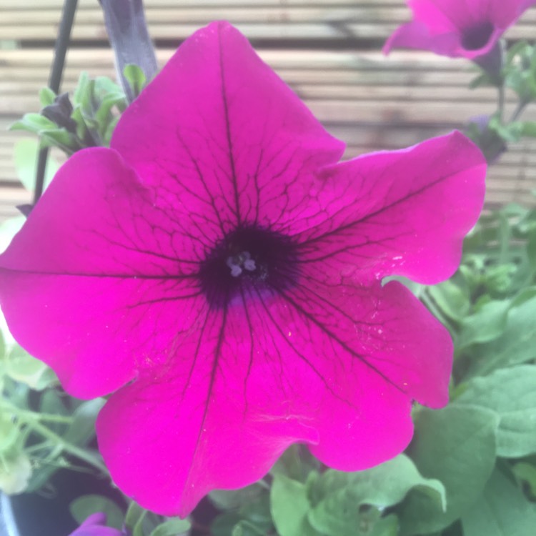 plant image 1507484 plant image 1507484
