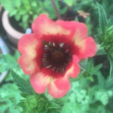 Potentilla nepalensis 'Miss Willmott'