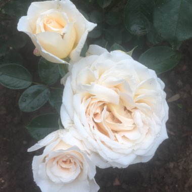 Rosa 'The Birthday Rose'