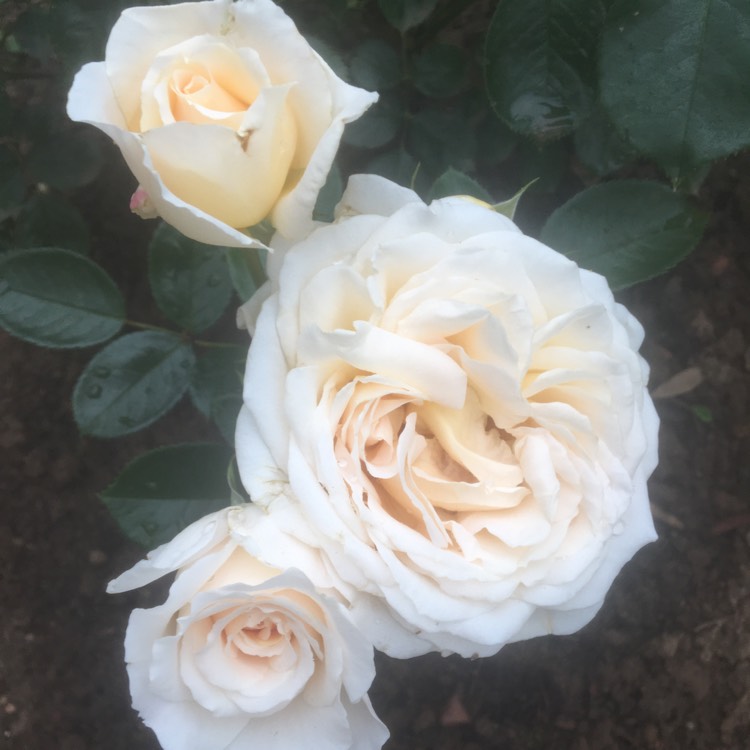 Plant image Rosa 'The Birthday Rose'