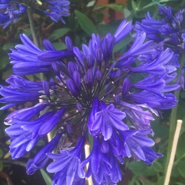 Agapanthus 'Stardust'