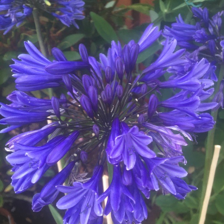 Plant image Agapanthus 'Stardust'