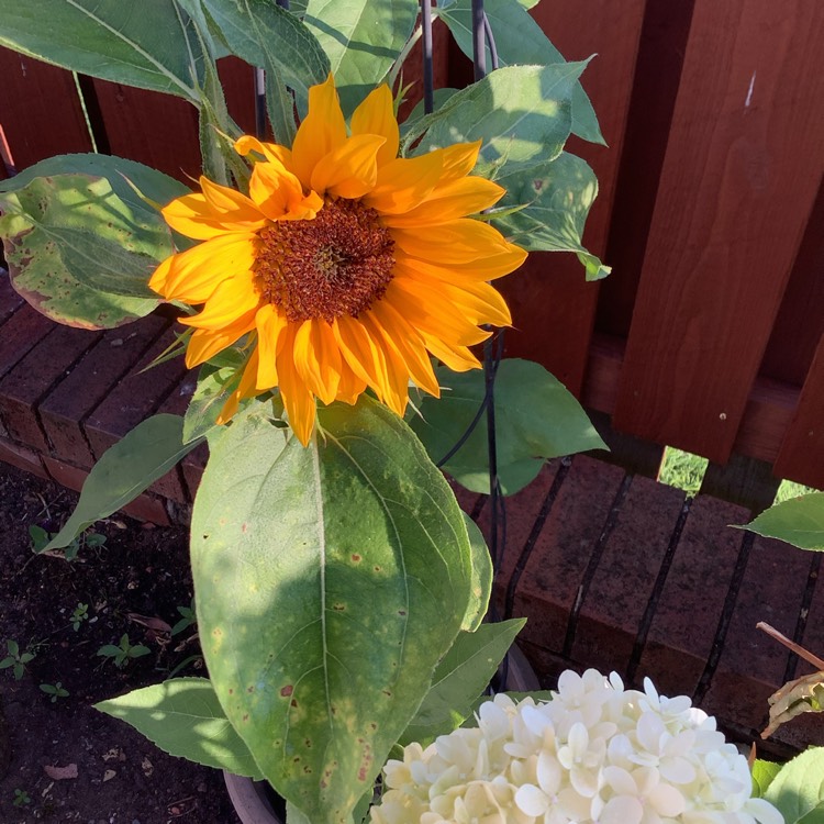 Plant image Helianthus annuus 'Gelber Riese'