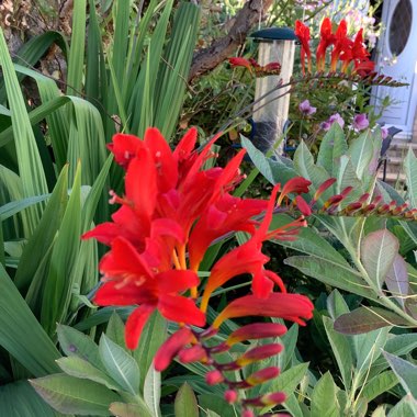 Crocosmia 'Lucifer'