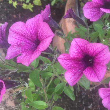 Petunia surfinia