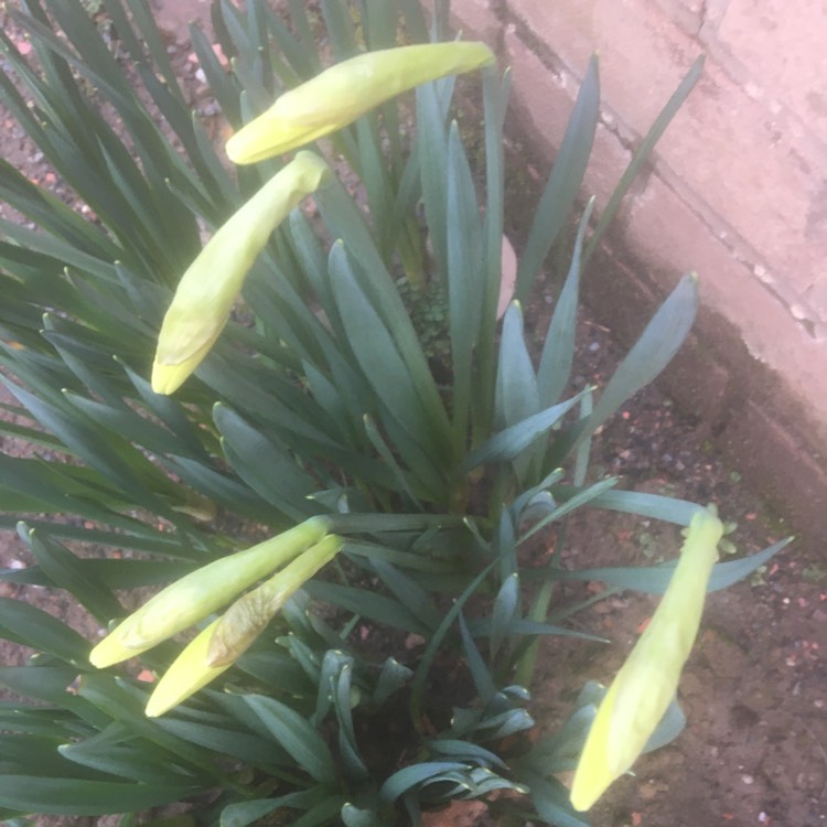 plant image 1564971 plant image 1564971
