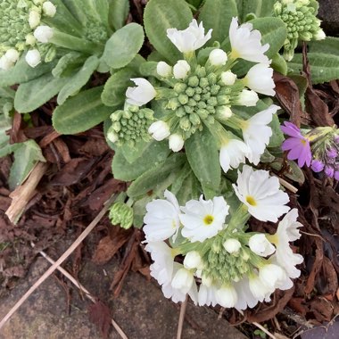 Primula denticulata