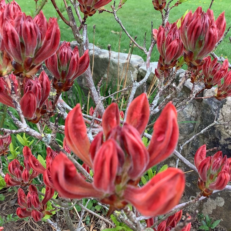 plant image 1580309