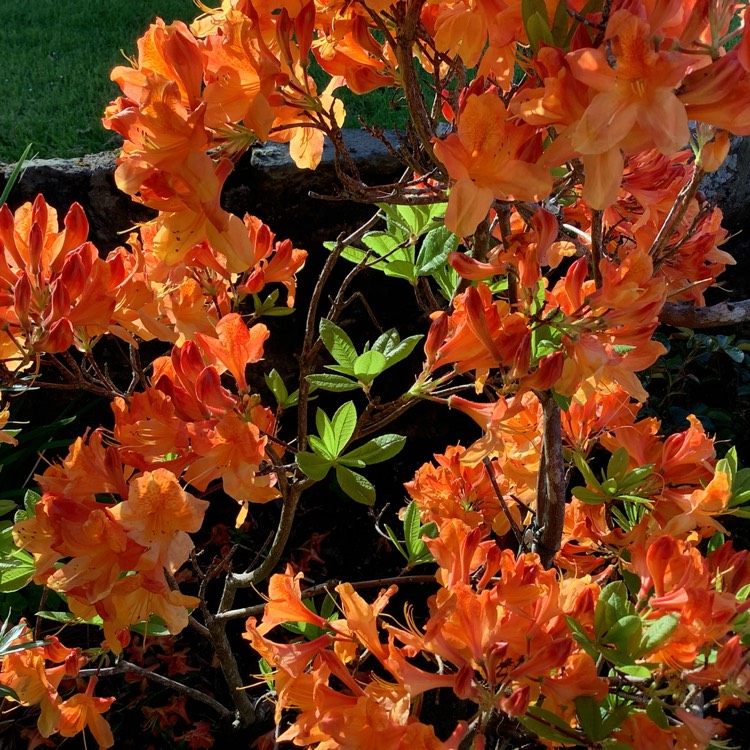 plant image 1585965