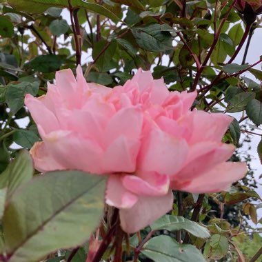 Rosa 'Chewpearl' syn. Rosa 'Star Performer', Rosa 'Pink Above All', Rosa 'Pink Keops'