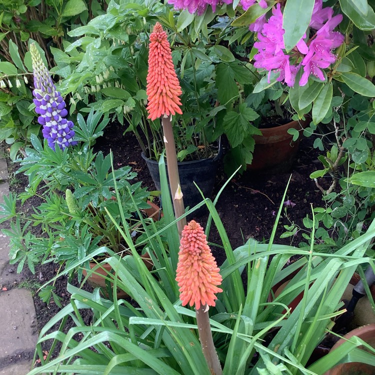 plant image 1595111 plant image 1595111