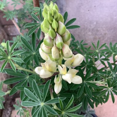 Lupinus arboreus