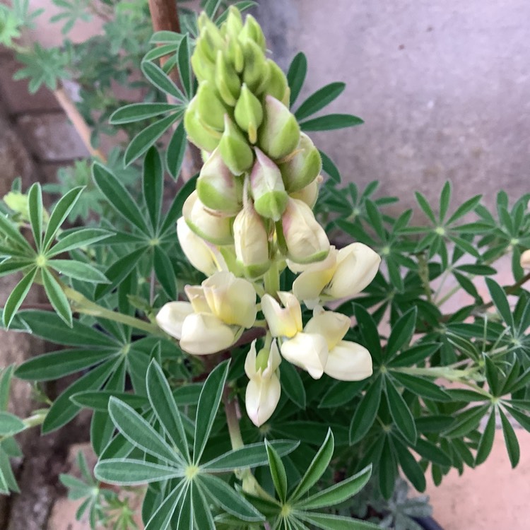 plant image 1605365
