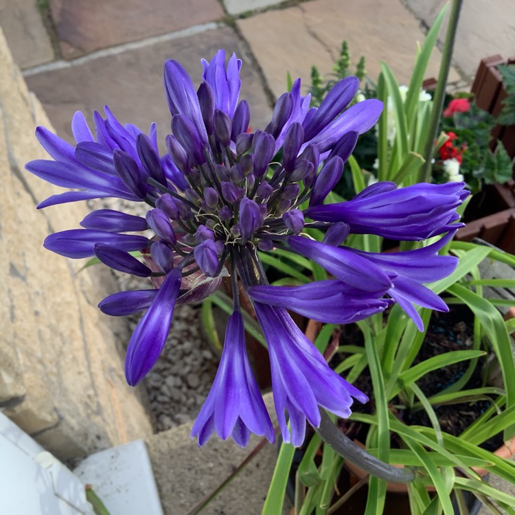 plant image 1611245