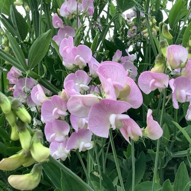 Lathyrus odoratus 'Strawberry Sundae'