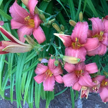 Hemerocallis