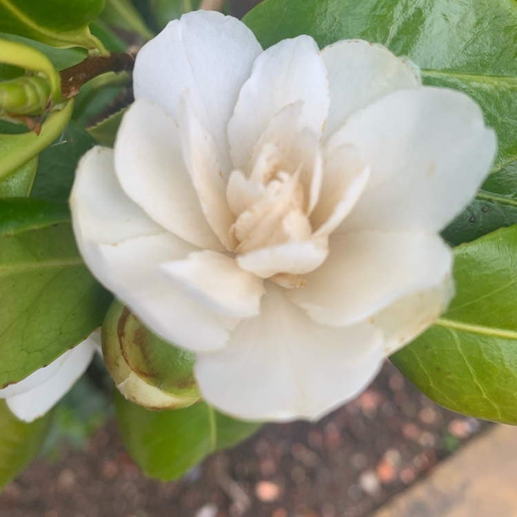 plant image 1657737 plant image 1657737