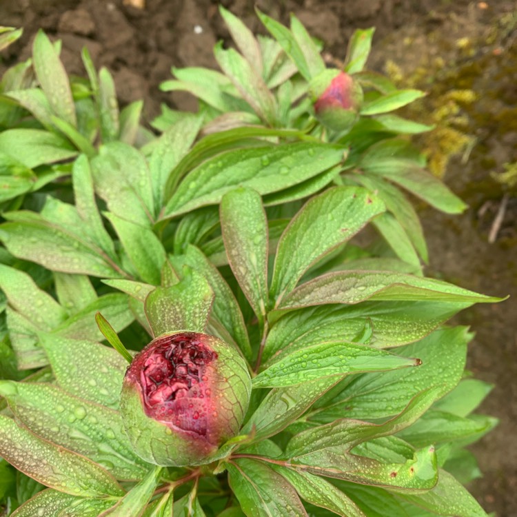 plant image 1660587 plant image 1660587