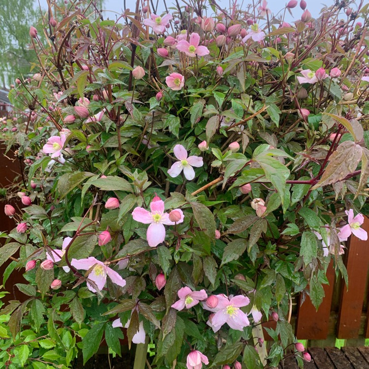 plant image 1662846 plant image 1662846