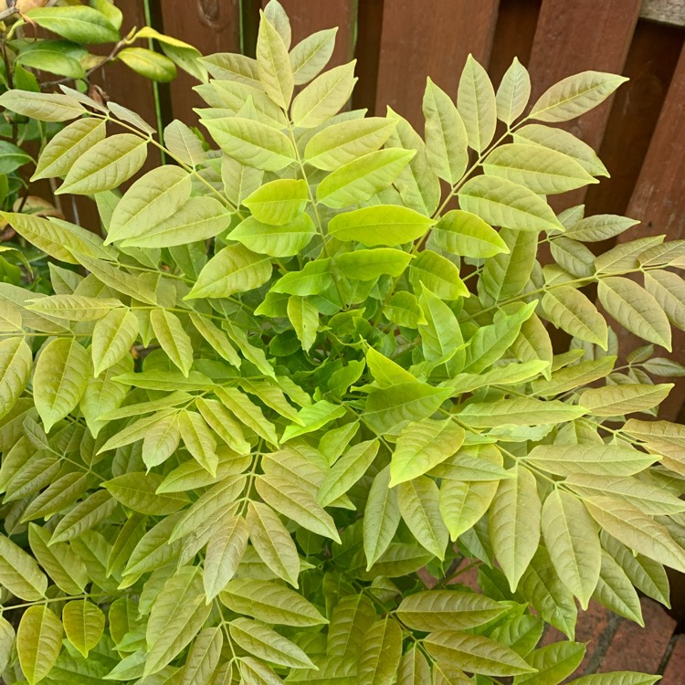 plant image 1665380 plant image 1665380