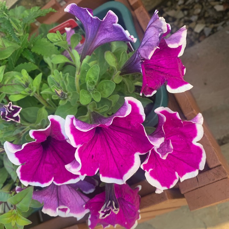 plant image 1669985 plant image 1669985