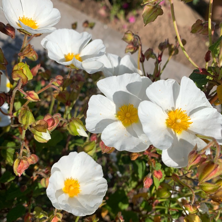 plant image 1670267 plant image 1670267