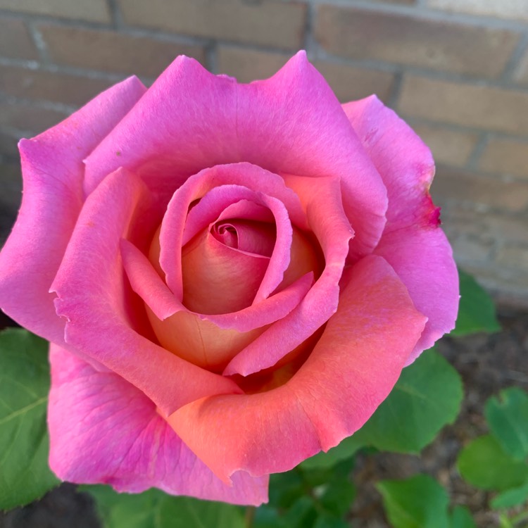 plant image 1672606