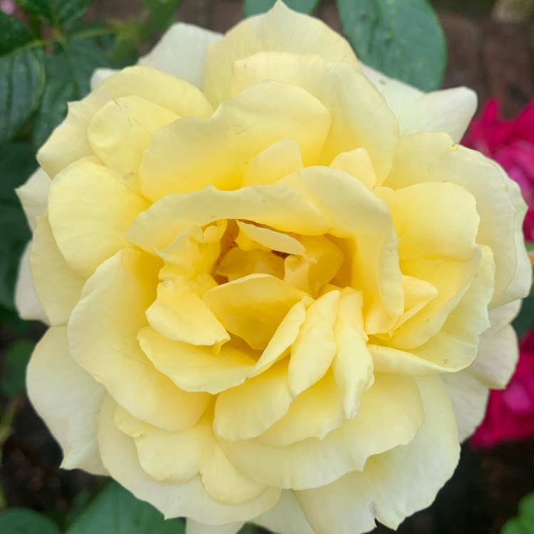 plant image 1676176 plant image 1676176