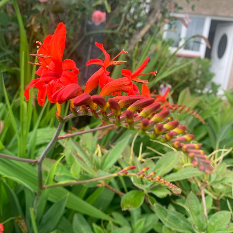 plant image 1678100 plant image 1678100