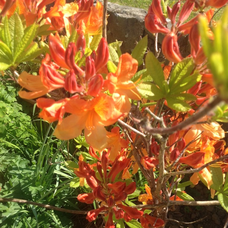 plant image 386091