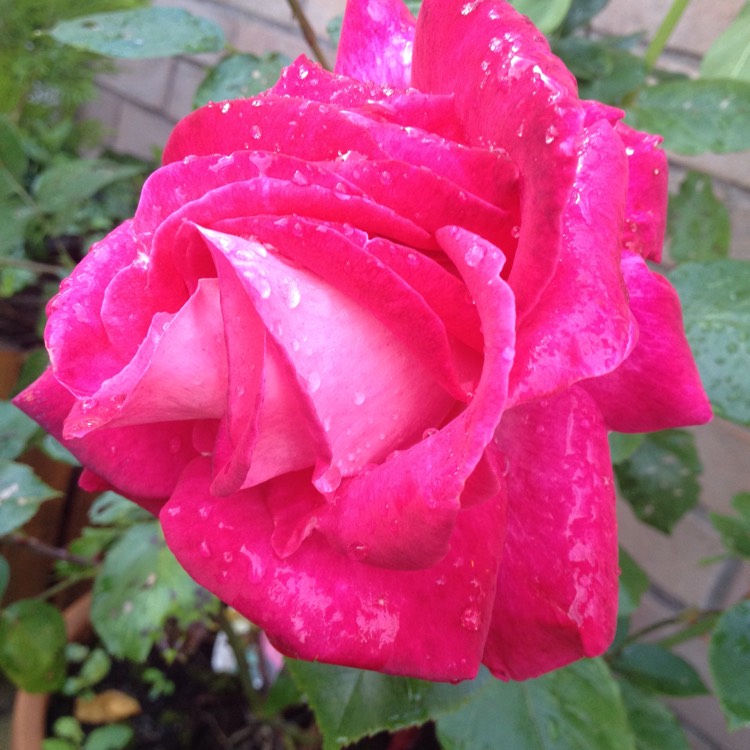 Plant image Rosa 'Gaujard'