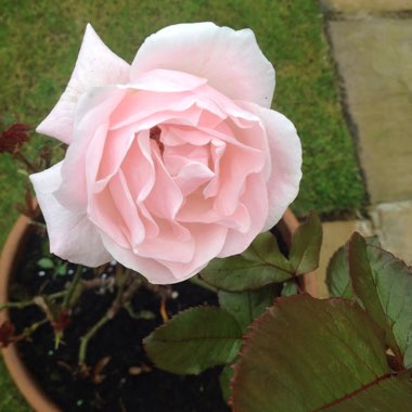 Rosa 'Queen Elizabeth'