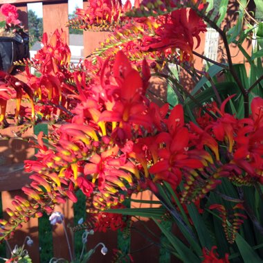 Crocosmia 'Lucifer'