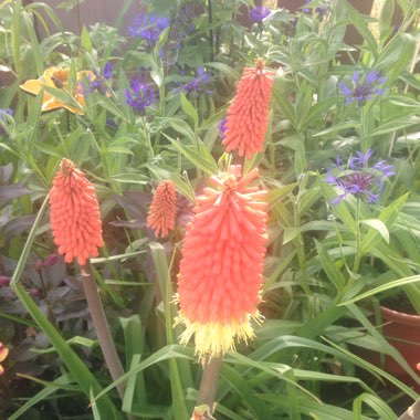Kniphofia