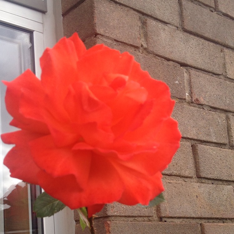 plant image 778432 plant image 778432