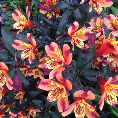 Alstroemeria