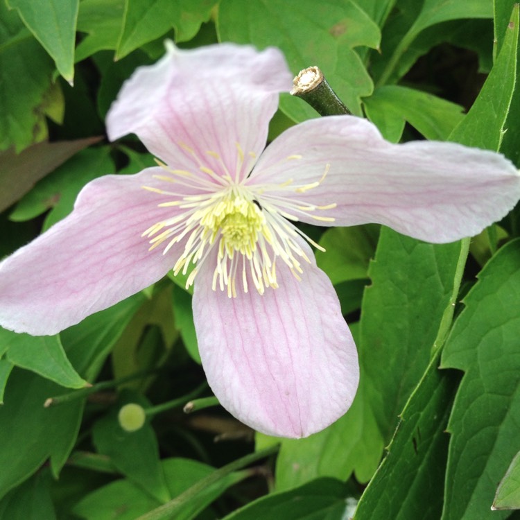 plant image 851827 plant image 851827