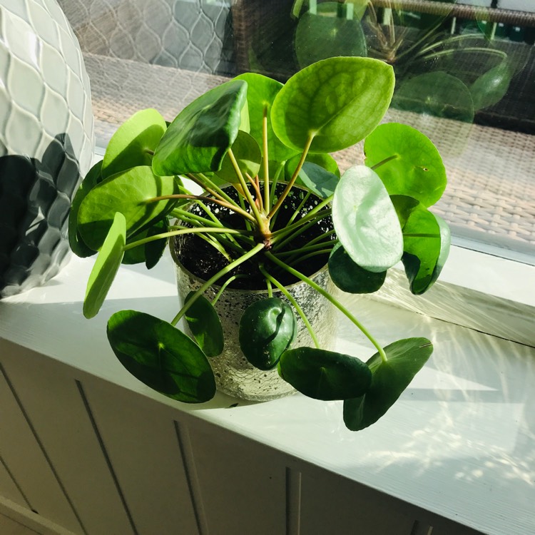 plant image 1327806