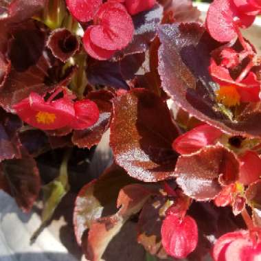 Begonia (Semperflorens Cultorum Group) 'Whopper Series' syn. Begonia semperflorens 'Whopper Series'