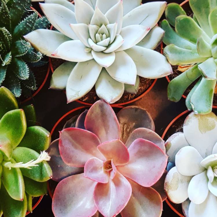 plant image 618690
