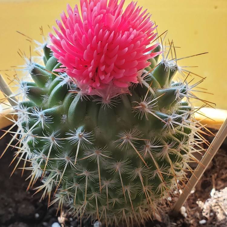 Plant image Mammillaria spinosissima f. rubrispina