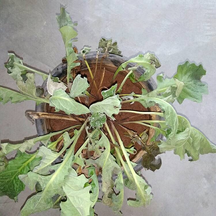 plant image 752810